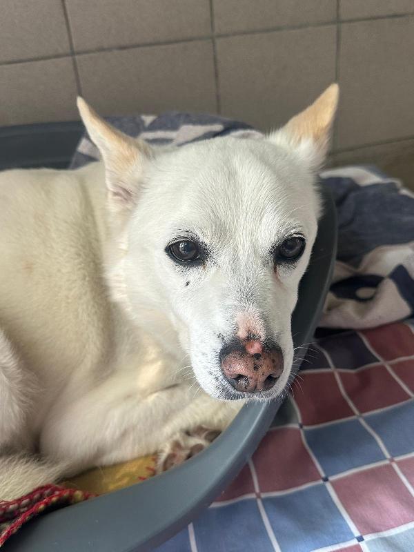 FOX CAGNOLINO TRISTE Foto 2